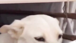 funny animal videos 2