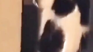 Best Amazing Funny Dogs and Cats