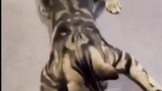 funny animals compilation 3