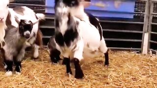 Funny animal 7
