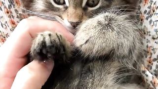 funny cat videos, wow animals, best animals videos