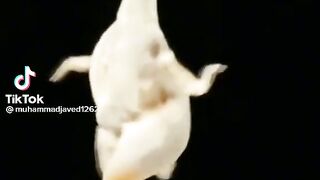 Funny video 479