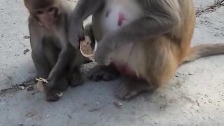 Cute animals  Baby monkey  Funny animals