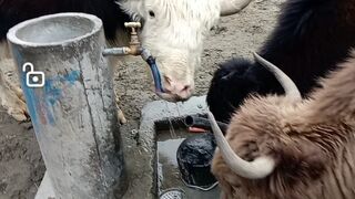 Mountain Yaks drinking water.