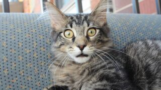 The Best Funny Cat Videos: The Cutest Cat Videos