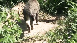 Active cat