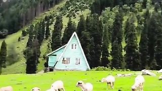 Sheep animals