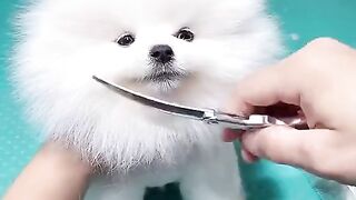 Funny video 482