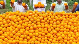 Orange ???? juice ???? huge orange juice making orange recipe cooking kesari