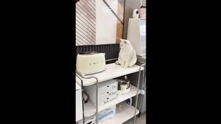 Funny and Cute Animal moments Video Compilation #2