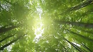 Beauty of Nature 5