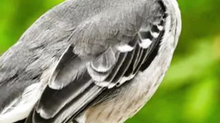 9 Birds That Sing at Night #Shorts