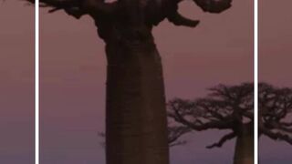 6 of the World's Most Endangered Trees Also Look the Strangest #Shorts