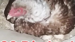 Aseel New chicks