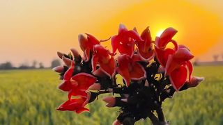 Indian agriculture trending video