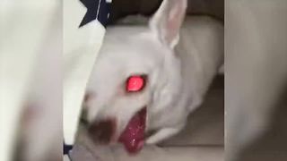 Funniest Animals Video - Best Cats???? and Dogs???? Videos of 2023 ! 4