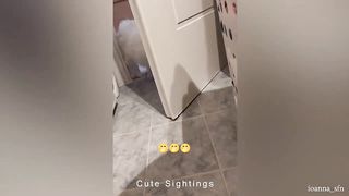 Funniest Dogs And Cats Videos ???? - Best Funny Animal Videos 2023 ???????? #3 || Cute Sightings