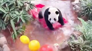 Bear enjoyment
