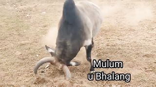Mulum ???? Bria sutnga, iadaw masi.