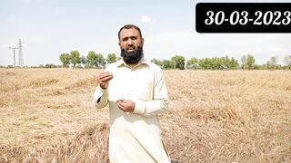 When to start wheat harvesting in Pakistan II Agronomist