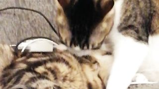 Love of cats