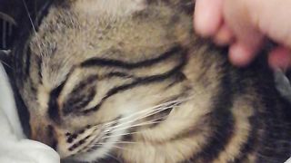 Sleeping cat 3