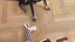 funny dog videos ---- _ funny dogs _ funny animals _ funny pets _ Shorts _ dog _ _