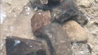 Bibit ikan kelah