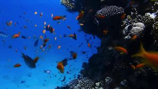 Beauty of the Ocean and Its Inhabitants