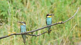 LITLE BIRDS