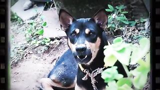 How _Dog_Reacts_when_seeing_stram_running_Barking_viral_dog