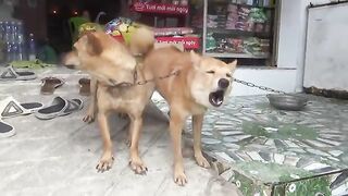 How Dogs React when seeing Running Barking