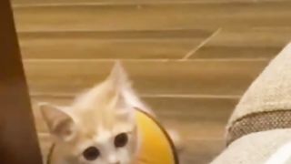 Funny animals - Funny cats _ dogs - Part
