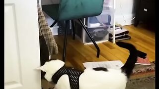 Animal video 4