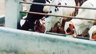 Malik cattle and palai center