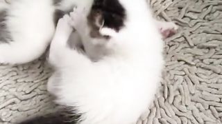 animal video_ funniest animals_ _shorts