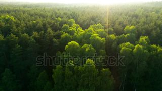 nature view 2