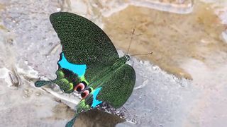 Butterfly Part of the Nature Beauty l Beauty of the Nature