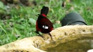 Most Beautiful Birds in the World l Beauty of the Nature