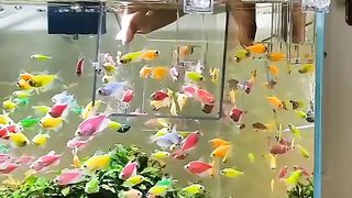 Aquarium 4