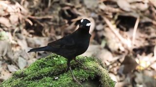 Morning With the Chirping of Beautiful Black Birds ????