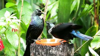 Morning With the Chirping of Beautiful Black Birds ???? 2