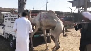Hit In Testicles RIDE TO HELL Hidden horror behind tourist camel rides