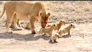 baby lion, mother has 6 kids