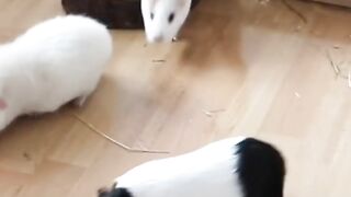 #animals 2