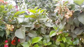 Its beautiful flowering plant