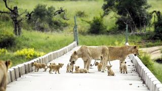 Bridge OVERLOADED with cute LION CUBS..