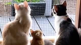 cat video #cat #cats #video