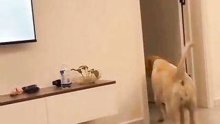 Dog ???? and Rich ????