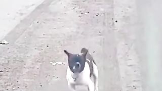 The dogs came with their little strides ????#funny #dog #dogsoftiktok #video #foryou